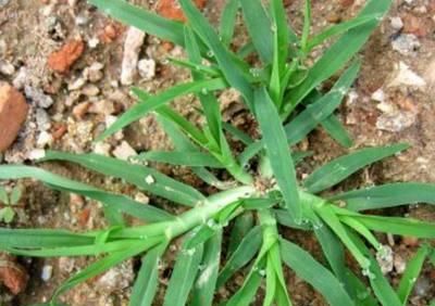 作用却不小,其药用全草,具有疏风散寒,行气破积,散结止痛的功效,生活