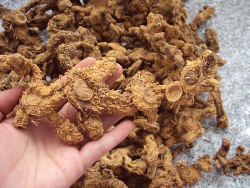 《中国药典》对于黄精的介绍,它的来源和功效主要什么呢?休闲区蓝鸢梦想 - Www.slyday.coM 《中国药典》对于黄精的介绍,它的来源和功效主要什么呢?休闲区蓝鸢梦想 - Www.slyday.coM