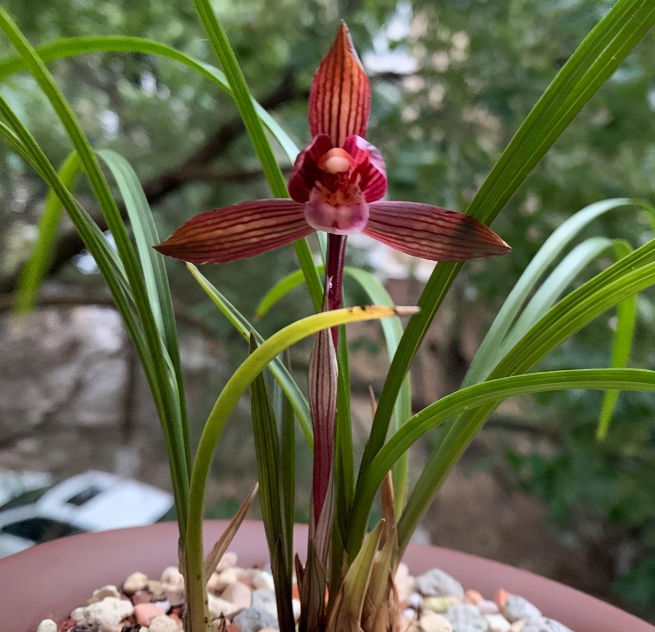 这款云南下山兰,是无法超越的"经典",顶级红素!