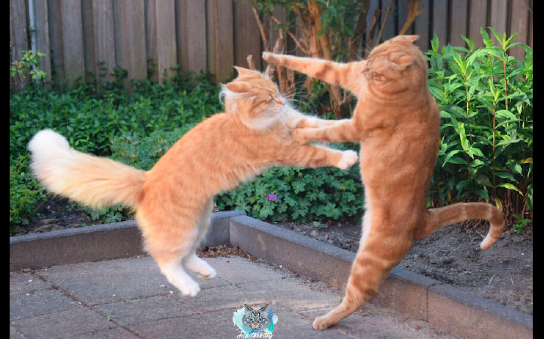 两只橘猫打起来了各种电影似的场面非常刺激局势很紧张啊
