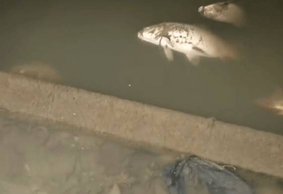 男子钓鱼途中发现大鲤鱼搁浅，本想捡起最后却让人失望了休闲区蓝鸢梦想 - Www.slyday.coM