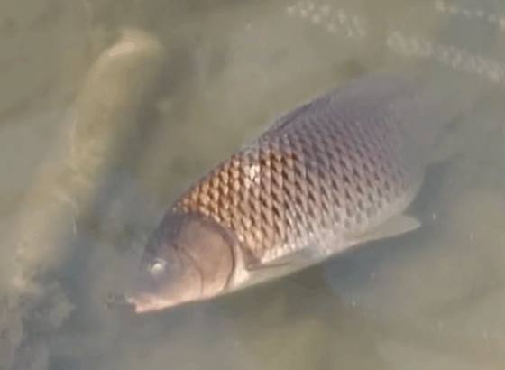 男子钓鱼途中发现大鲤鱼搁浅，本想捡起最后却让人失望了休闲区蓝鸢梦想 - Www.slyday.coM