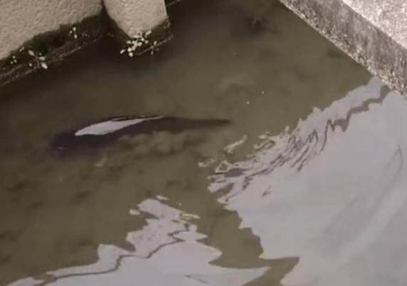 男子钓鱼途中发现大鲤鱼搁浅，本想捡起最后却让人失望了休闲区蓝鸢梦想 - Www.slyday.coM