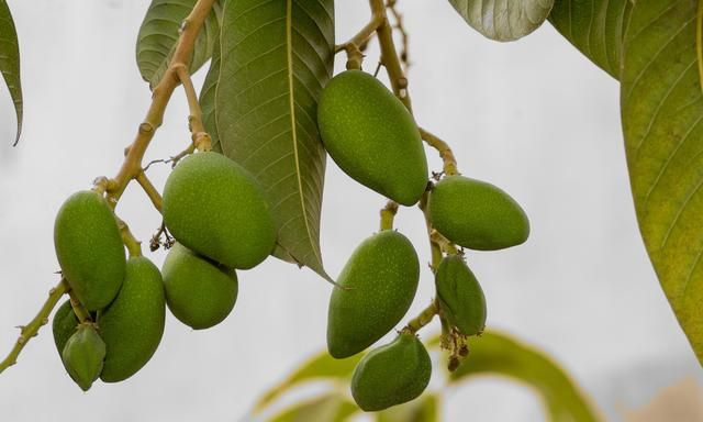 同样是芒果为什么说实生苗的抗寒能力要强于嫁接苗