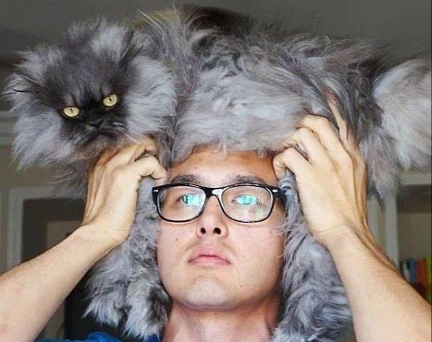 "逗比铲屎官,快把大爷放下来"猫咪被当帽子戴,面无表情