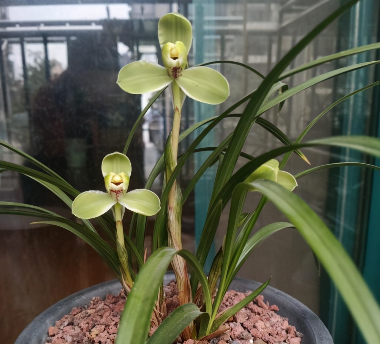 此花是梅瓣兰的骄傲正值花期兰香浓郁