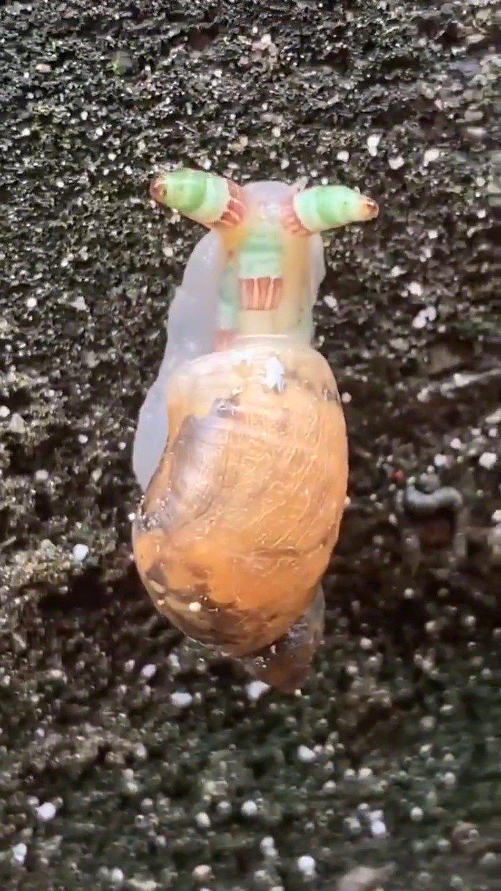 蜗牛眼里的寄生虫这么做是为了让蜗牛被鸟发现吃掉