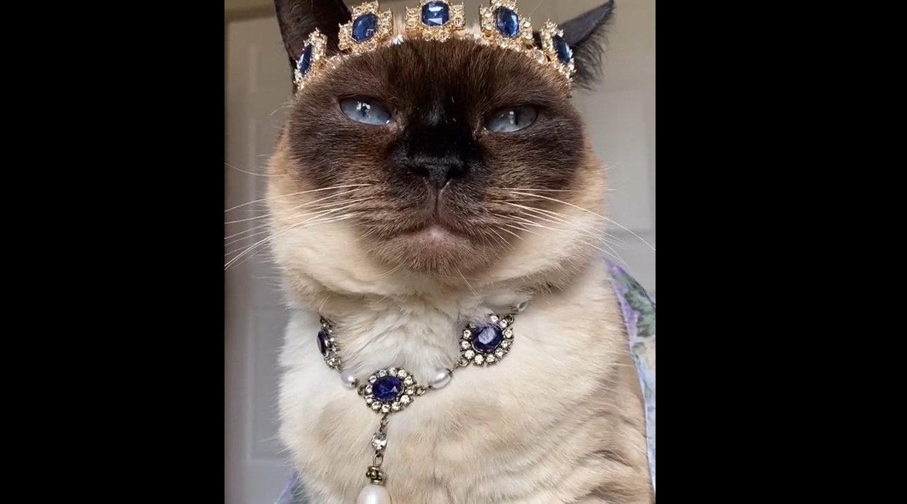 还不快来拜见你的女王陛下