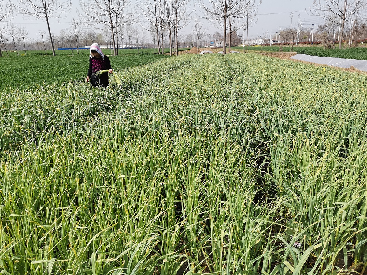 蒜薹价格下降9成,农民欲进城销售,却有诸多无奈|收购|蒜薹|蒜苔_新浪