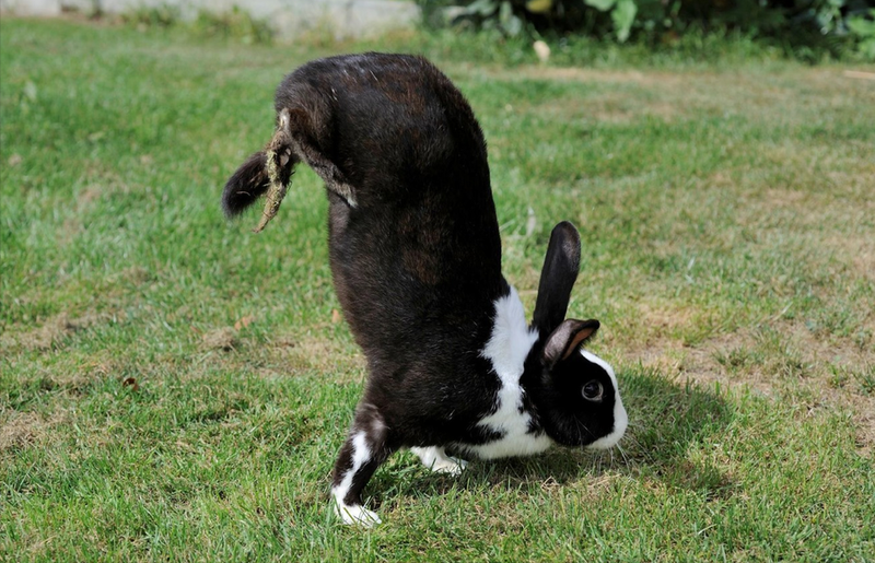 兔子各种姿势表达图片