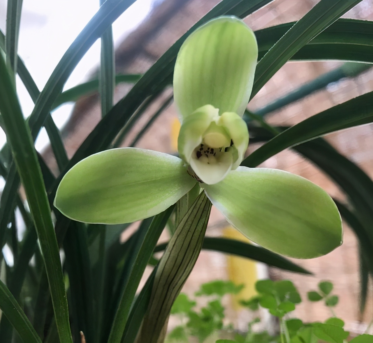 此花是梅瓣兰的骄傲正值花期兰香浓郁