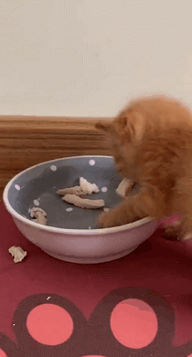 小猫咪在线干饭,下一秒笑喷了哈哈哈好想过去跟她聊聊天呢只是不想你