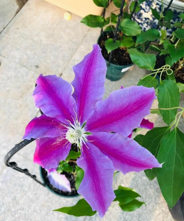 最爱的花儿铁线莲