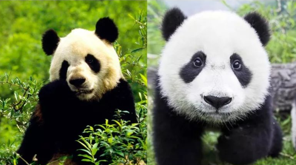 确认16年陕西大熊猫与四川大熊猫完全不一样为何就是不火