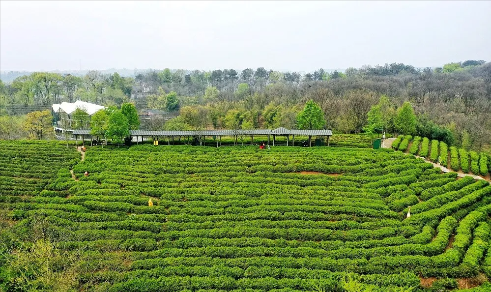 "七仙女"现身南湾湖 陪您游景区|南湾湖|茶岛|七仙女_新浪新闻