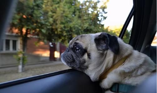 狗坐车为什么喜欢把头伸出去 狗狗坐车为什么喜欢趴窗户
