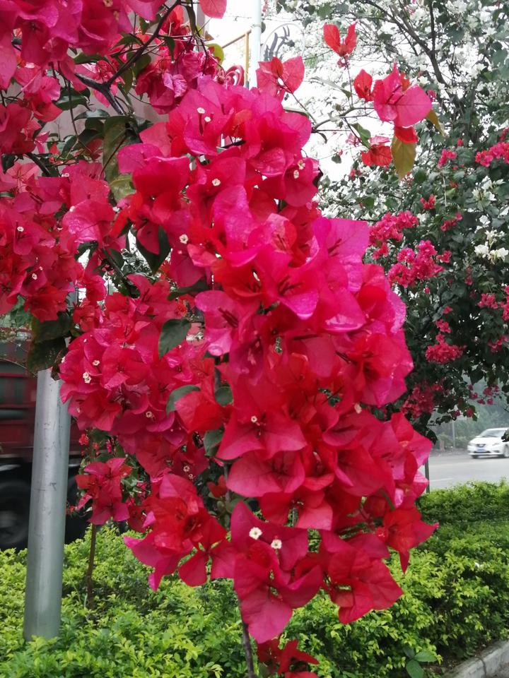 大红的三角梅,粉红和白色的洋紫荆,马山花开艳全城