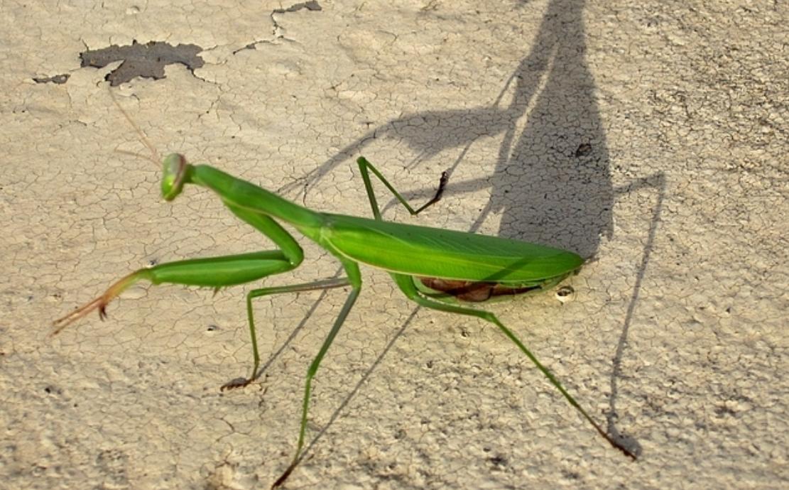 残暴的螳螂,捕杀比自己体型还大的老鼠,厉害了!