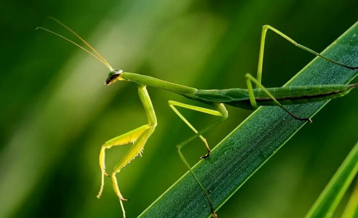 螳螂遍布新旧大陆,主要生活在热带雨林