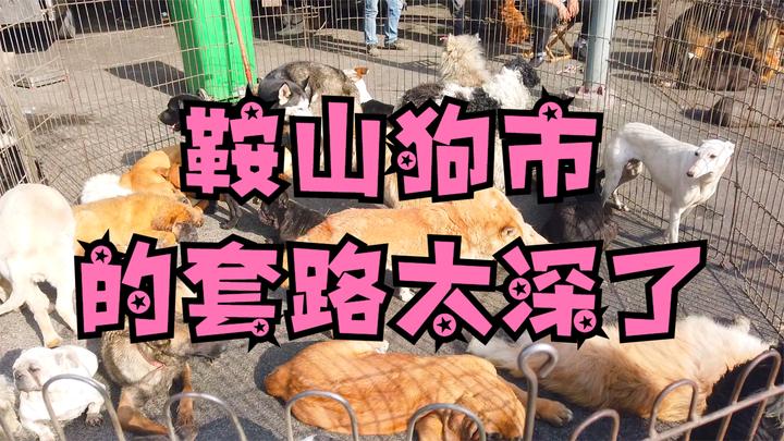 我去了鞍山狗市,这里有600多条狗,1条我都不敢买