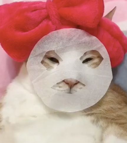 小猫咪|面膜|喵星人_新浪新闻