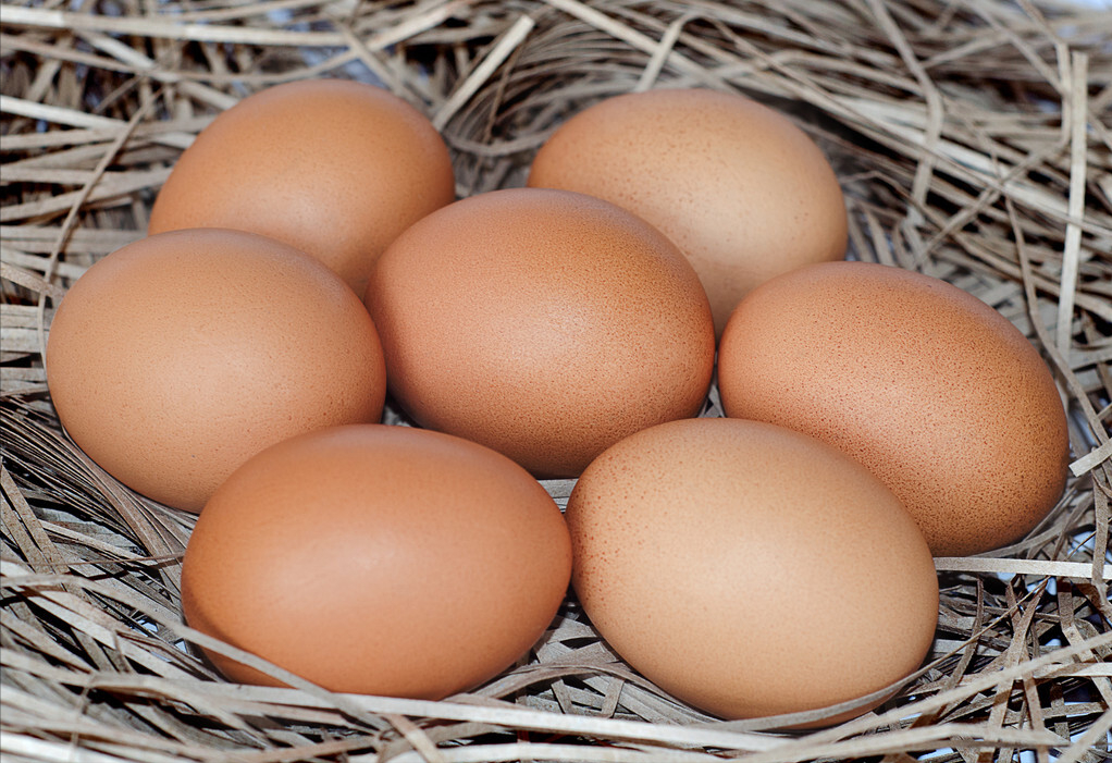 熟鸡蛋孵出了小鸡?原来是这样|绿豆|郭平|雏鸡_新浪新闻