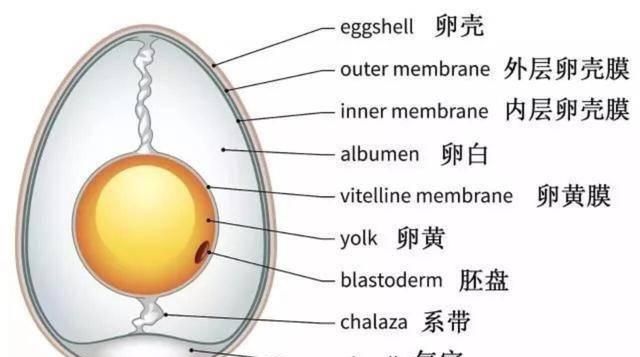 后面又给我讲了蛋黄上那个白白的絮状物是卵黄系带