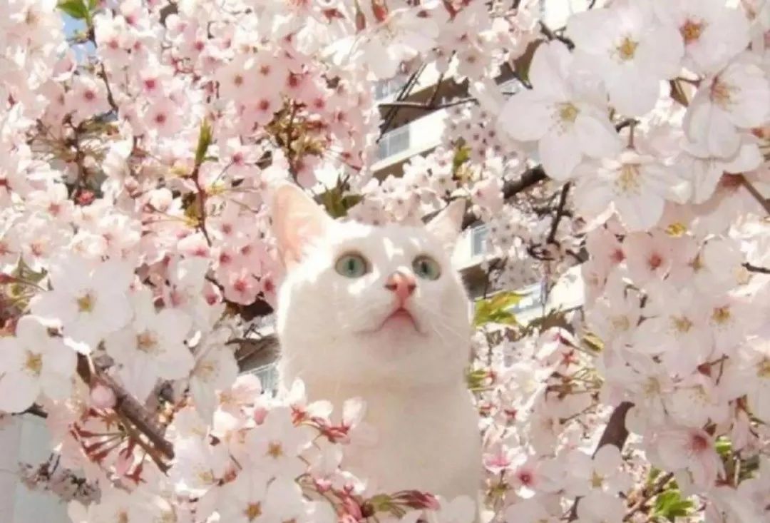 猫猫配樱花,美到姥姥家!|樱花|猫|季正_新浪新闻