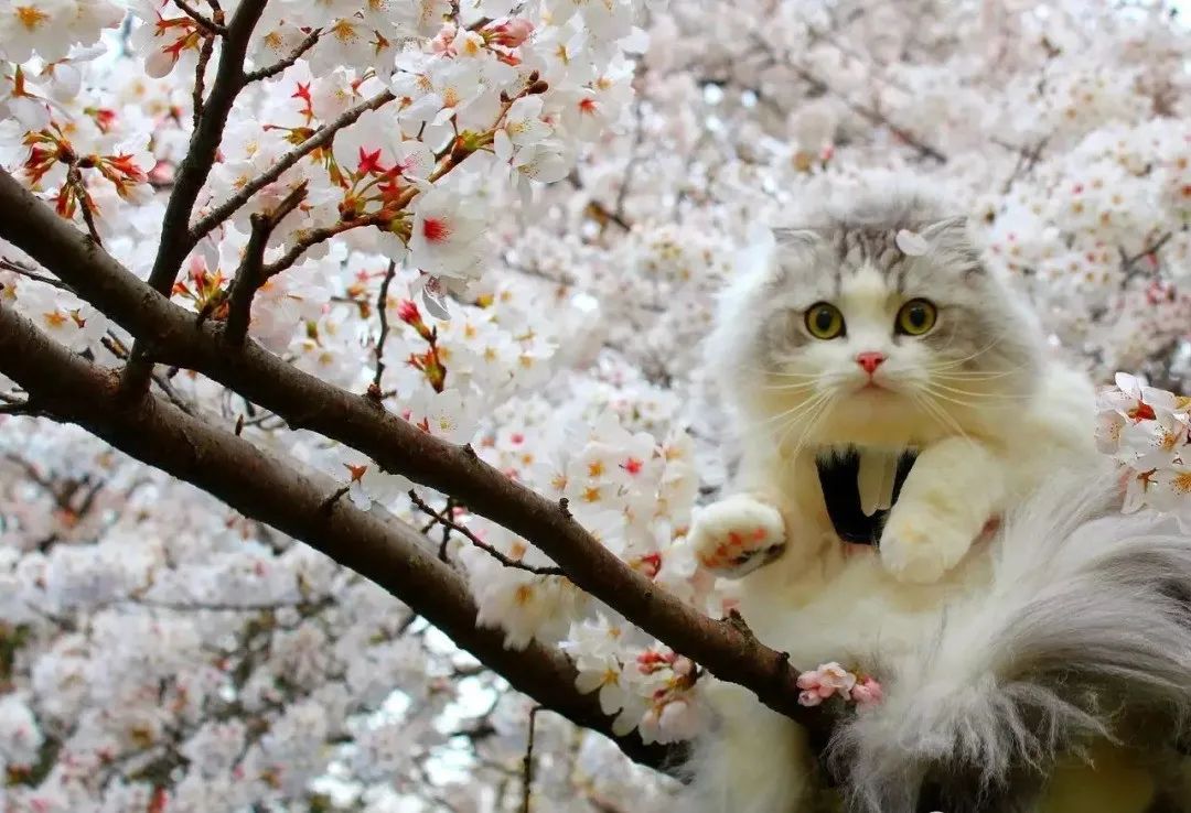 猫猫配樱花美到姥姥家
