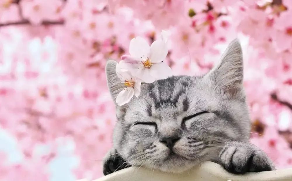 猫猫配樱花,美到姥姥家!|樱花|猫|季正_新浪新闻