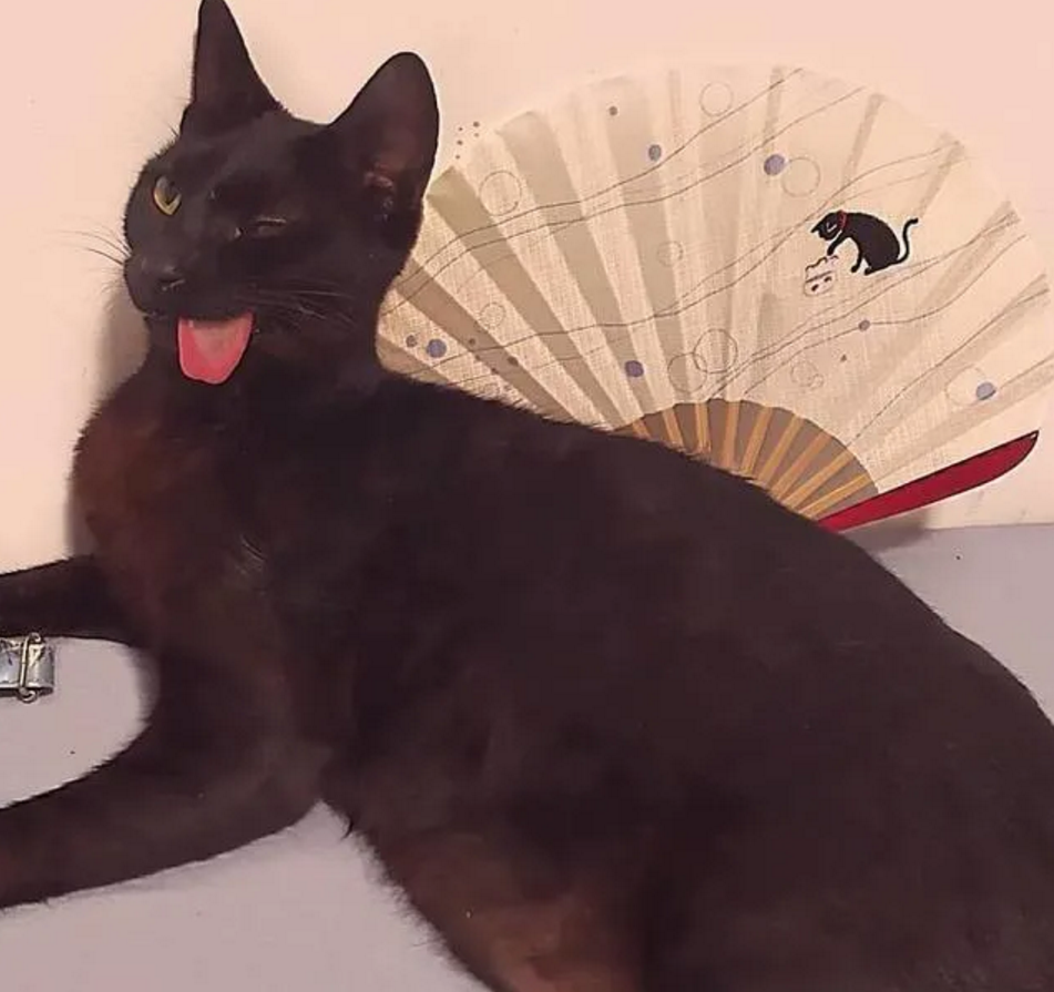 因为看到它的人都是觉得它很有趣,甚至认为黑猫吐着舌头是觉得热