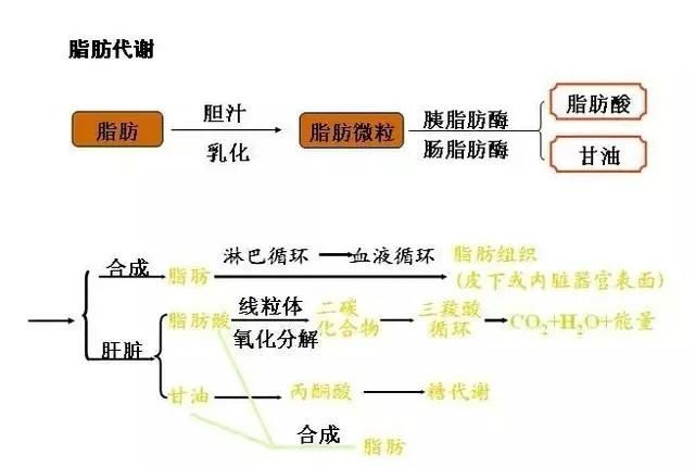 运动时所出的汗中,只有一小部分是脂肪分解后的代谢产物.