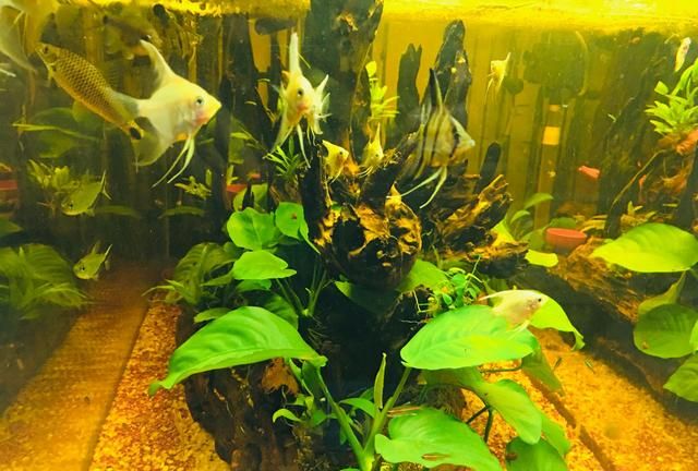 燕鱼|混养|鱼群_新浪新闻
