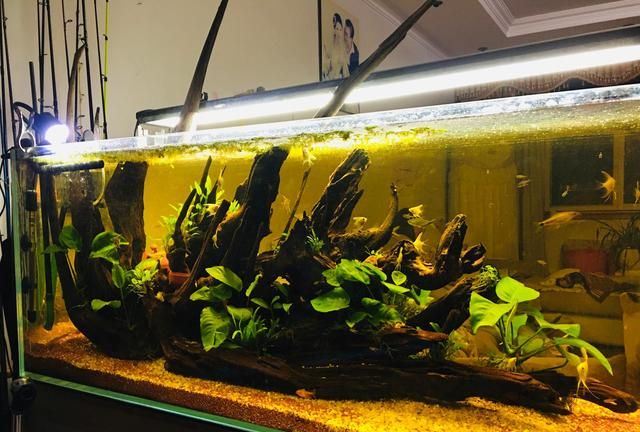 燕鱼|混养|鱼群_新浪新闻