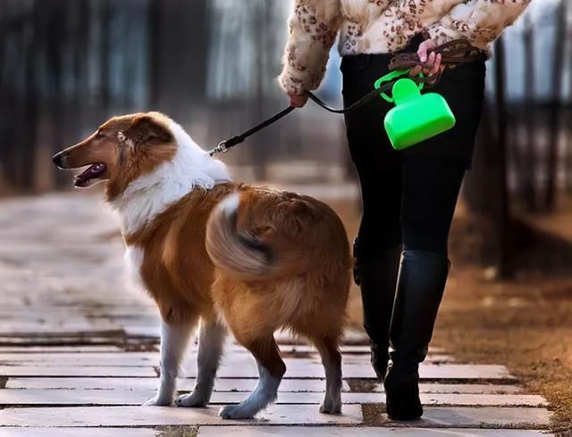 8岁的男孩被邻居家的狗咬死了——呼吁狗伤人，主人入刑休闲区蓝鸢梦想 - Www.slyday.coM