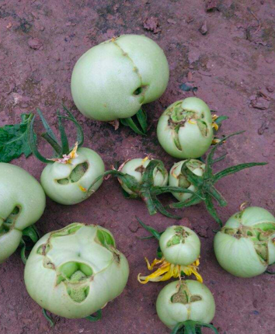 天气越来越热生理病害频发番茄大量出现畸形果5项措施帮你