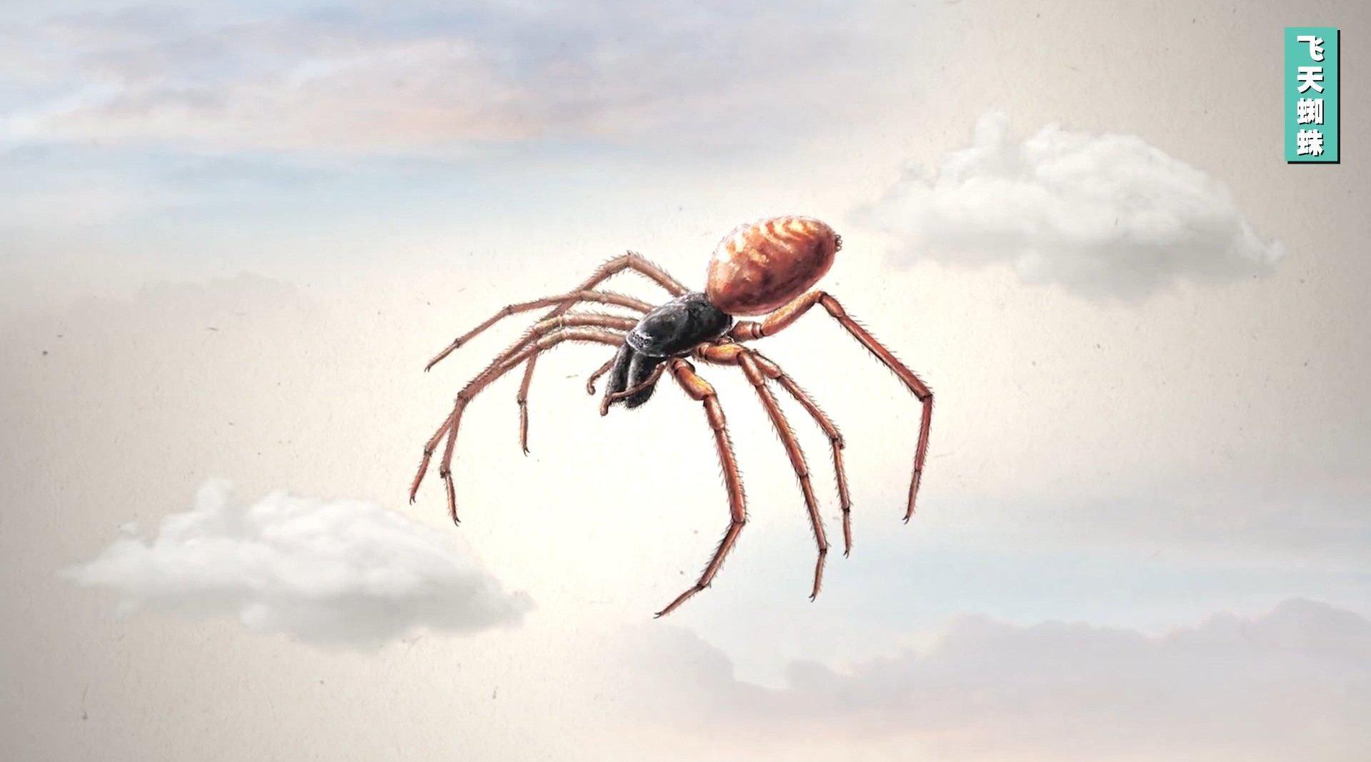 御电飞行的蜘蛛 how spiders use electricity to fly
