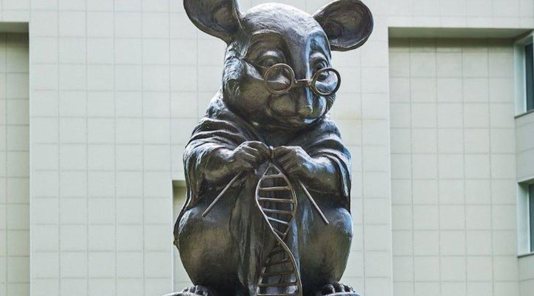 鼠类这么多,为什么做实验首选小白鼠?