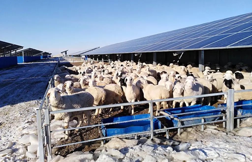 牧光互补模式促进养殖业转型丰富绿色能源产业内涵