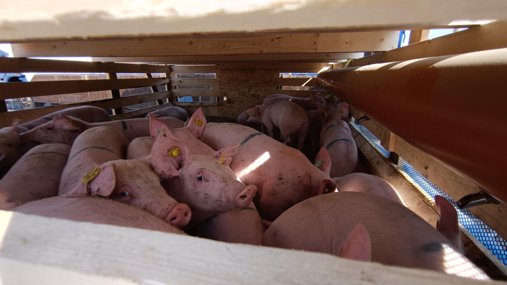 吉林引入1500头丹麦种猪助力生猪稳产保供