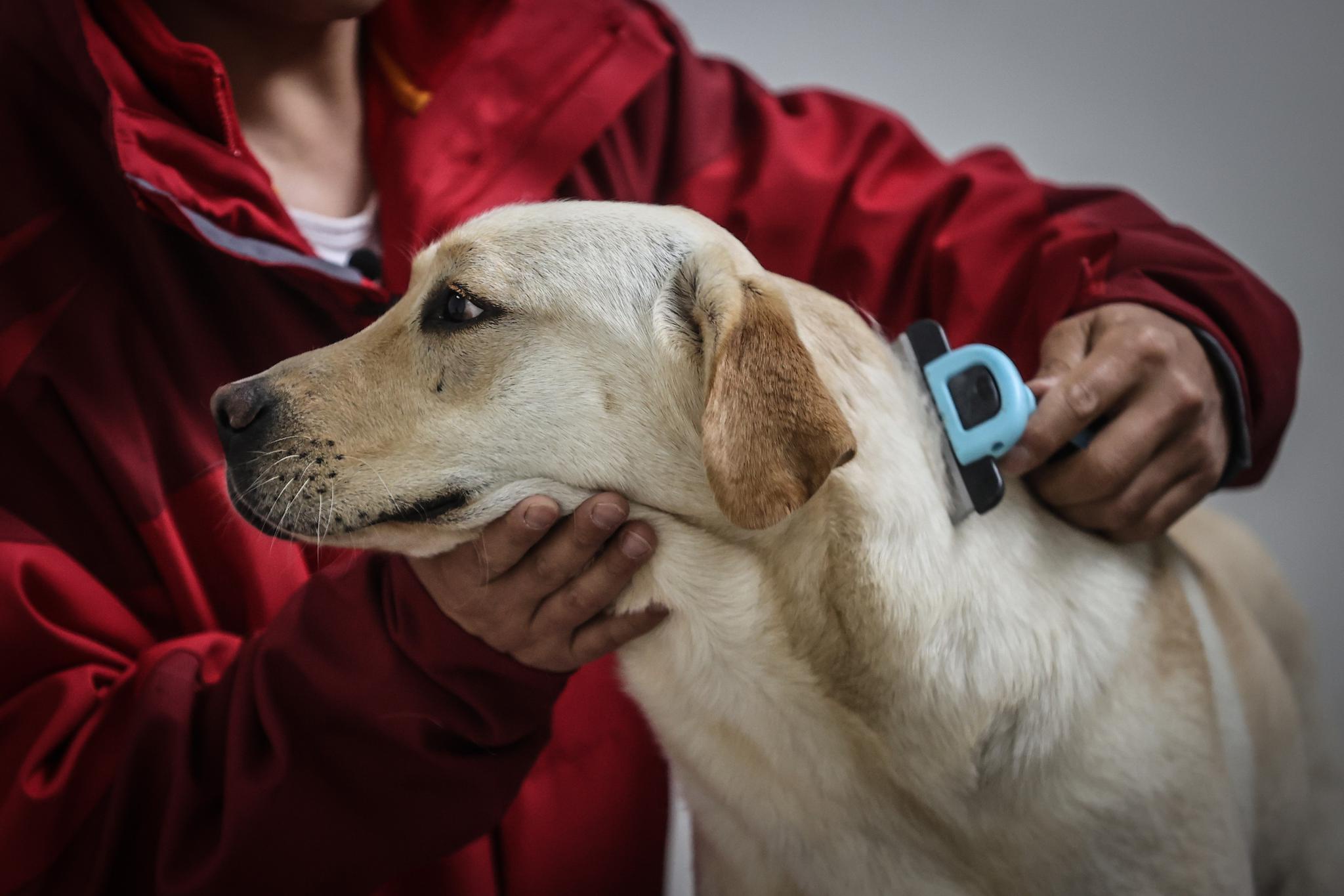 中国导盲犬大连培训基地的训导员付明岩对在训犬"沐沐"进行训练