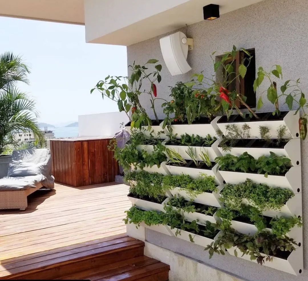 买一次吃半年这几种菜阳台就能种轻松打造小菜园