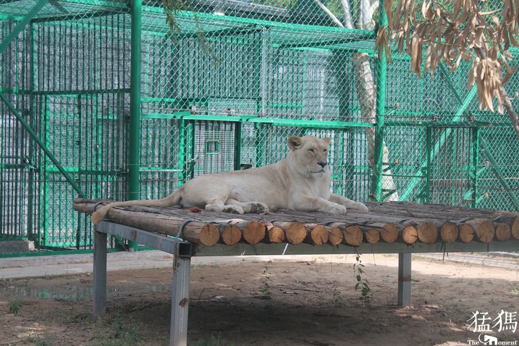 郑州市动物园白狮家族首次繁育小白狮的命名权交给市民