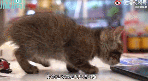 我寻思一只猫为了生活能有多拼？直到…它当上快递站副站长休闲区蓝鸢梦想 - Www.slyday.coM