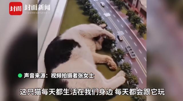 我寻思一只猫为了生活能有多拼？直到…它当上快递站副站长休闲区蓝鸢梦想 - Www.slyday.coM