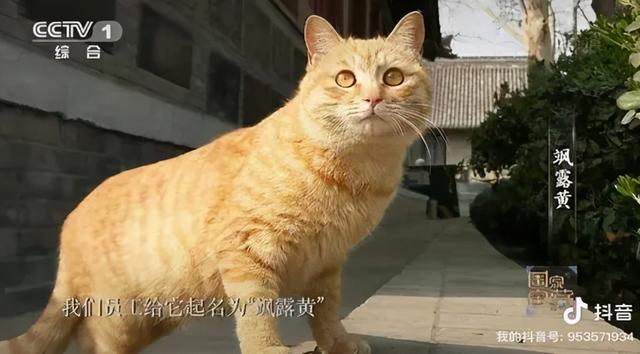 我寻思一只猫为了生活能有多拼？直到…它当上快递站副站长休闲区蓝鸢梦想 - Www.slyday.coM