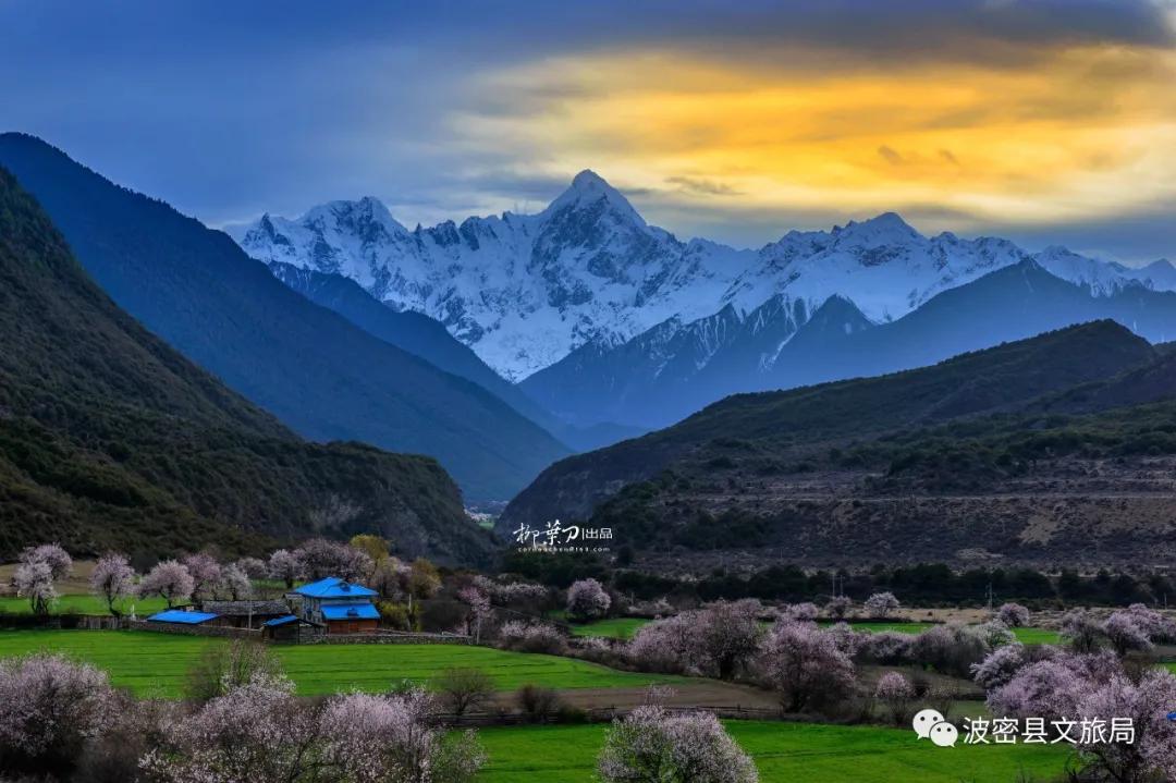 波密的春天,是被桃花唤醒的