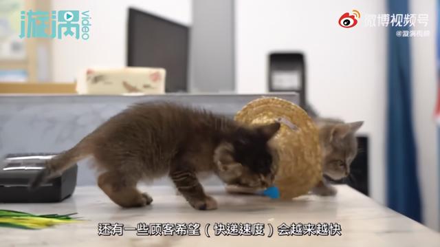 我寻思一只猫为了生活能有多拼？直到…它当上快递站副站长休闲区蓝鸢梦想 - Www.slyday.coM