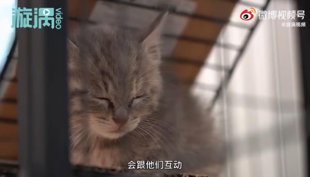 我寻思一只猫为了生活能有多拼？直到…它当上快递站副站长休闲区蓝鸢梦想 - Www.slyday.coM