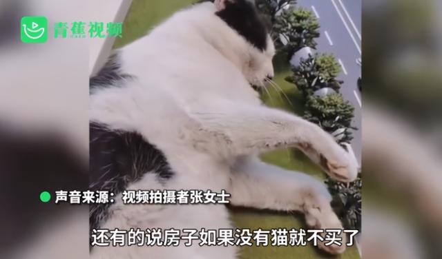 我寻思一只猫为了生活能有多拼？直到…它当上快递站副站长休闲区蓝鸢梦想 - Www.slyday.coM